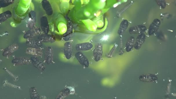 巨怪在水下观察昆虫 第三级蚊子幼虫在森林沼泽地黑暗的水面上漂浮 准备进入第六级 — 图库视频影像