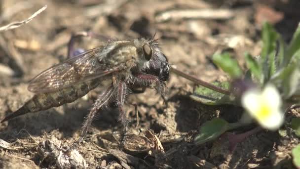 アシリアス アサシン フライ 毛深い強盗は口の中でよく飛ぶ 地面に座り汁をしゃぶらされる 野生動物の昆虫マクロの表示 — ストック動画