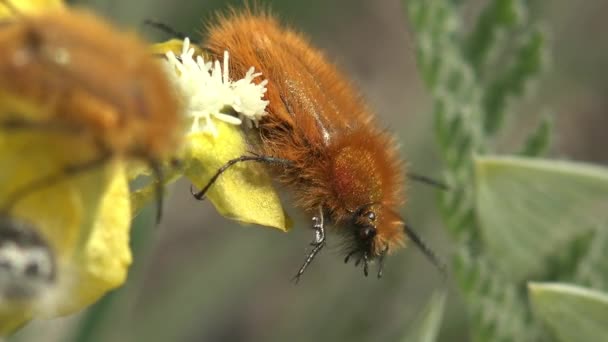 绿色背景的草地 巨虫等地的中间花冠虫或毛茸茸的甲虫群可以看到野生动物中的昆虫 — 图库视频影像