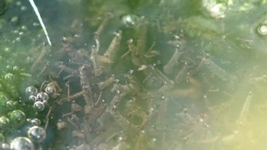 Üçüncü safhada bir larva yüzer, larvalar hava damlacıklarıyla su yüzeyinde yüzer ve dördüncü safhaya geçmeye hazırdır. Macro görünümü yaban hayatında bir böcek