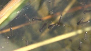 Bir larva üçüncü safhada yüzer larvalar yüzeyde yüzer ve dördüncü safhaya geçmeye hazırdır. Macro görünümü yaban hayatında bir böcek