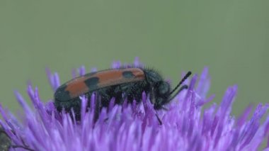 Anthocomus equestris, Melyridae familyasından Melyridae familyasından yumuşak kanatlı bir böcek cinsidir. Kırmızı siyah çizgiler