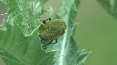 Üst kanatlarda Chitin kaplaması, Rhubarb Weevil, Curculionidae, Lixus Concavus - Rhubarb Curculio yeşil yaprakta sürünür. Yaz otlağında makro manzara böcekleri