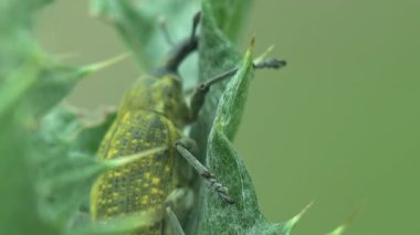 Yaz rüzgarında esip gürleyen Rubarb Weevil, Curculionidae, Lixus Concavus - Rhubarb Curculio yeşil yaprak dikeninde sürünür. Yaz otlağında makro manzara böcekleri