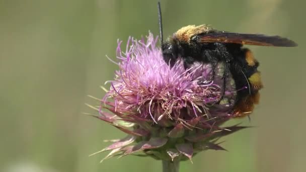 Shaggy Sphecius Speciosus Familjen Crabronidae Cicada Killer Eller Cicada Hawk — Stockvideo