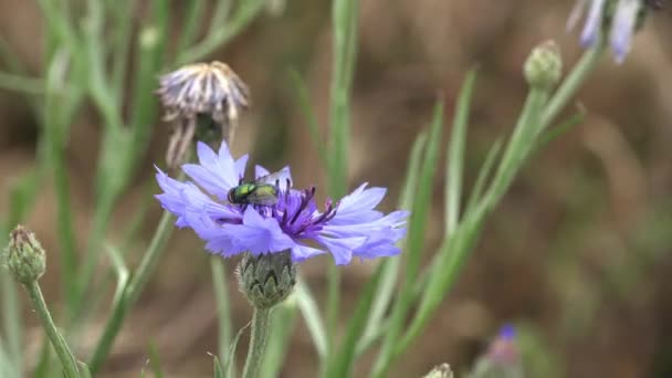 Vrávorá Letním Větru Zelená Moucha Sbírá Nektar Fialového Květu Centaurea — Stock video