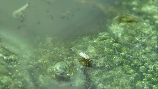 Una Larva Mosquito Flota Tercera Etapa Las Larvas Flotan Superficie — Vídeos de Stock