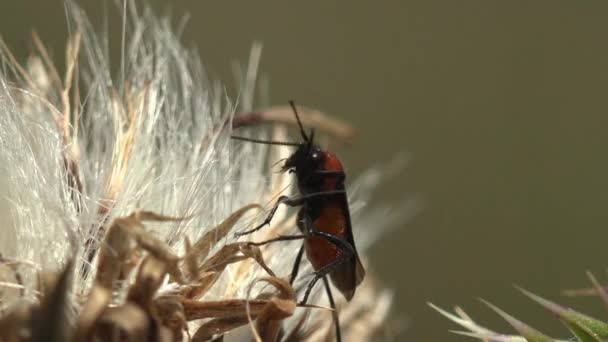 一只红色腹部的昆虫坐在蓬松的植物种子上 一边清理触角 野生生物宏观视图甲虫 — 图库视频影像