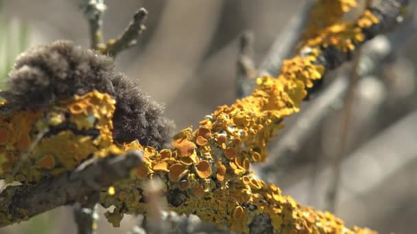 夏の森の枯れ木に成長する黄色の苔の上に 濃密でふわふわのカバーがゆっくりと動きます 野生動物のマクロビュー幼虫蝶 — ストック動画