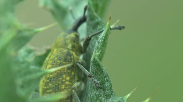 Remble Vento Verão Ruibarbo Weevil Curculionidae Lixus Concavus Ruibarbo Curculio — Vídeo de Stock