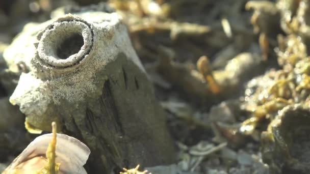 Kleine Schildkröte Baby Sitzt Auf Trockenem Schilf Sie Ist Gerade — Stockvideo