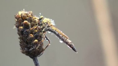 Asilidae, Suikastçı Sinekler. Kıllı soyguncu sabahın erken saatlerinde uçar, yaz rüzgarında sallanır, çiğ damlalarıyla kaplı bir böcek devedikeni ya da dulavrat otunun üzerinde oturur. Vahşi hayatta böcek makrosu görüntülensin