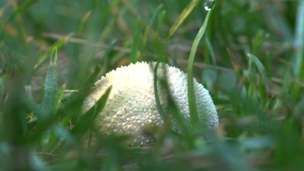 Lycoperdon Gênero Cogumelos Puffball Puffball Forma Pêra Crescendo Entre Grama — Vídeo de Stock