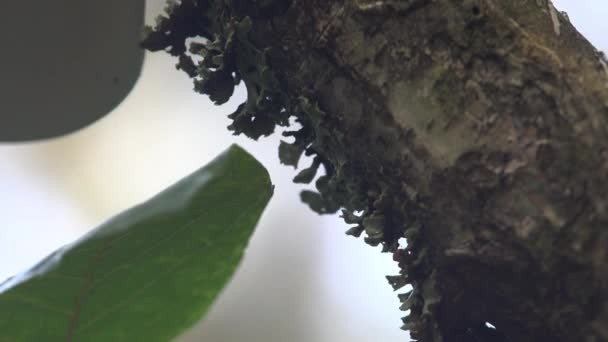 Pleurotus Populinus Champignon Huîtres Peuplier Faux Tremble Est Champignon Branché — Video