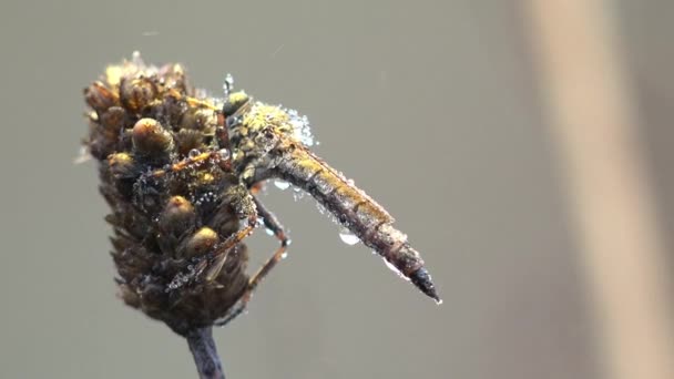Asilidae Assassin Flies Hairy Robber Fly Early Morning Swaying Summer — Stock Video