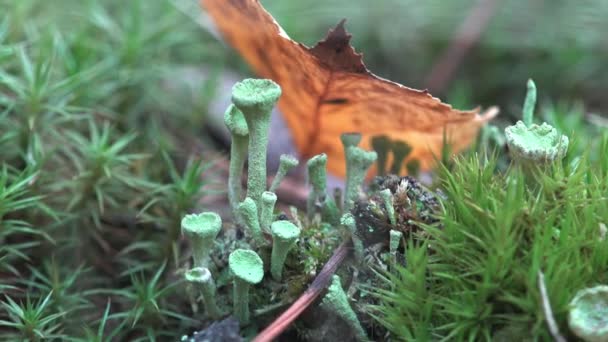 Mousse Poussant Dans Une Clairière Dans Forêt Été Autour Souche — Video