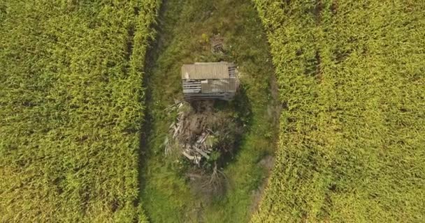Vista Aérea Campo Agrícola Maíz Con Una Casa Abandonada Medio — Vídeo de stock