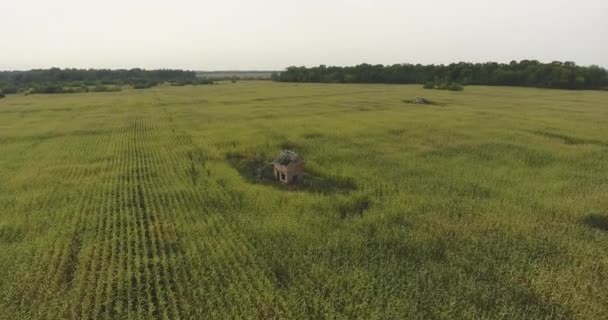 Vista Aérea Una Casa Arruinada Abandonada Medio Campo Maíz Agrícola — Vídeo de stock