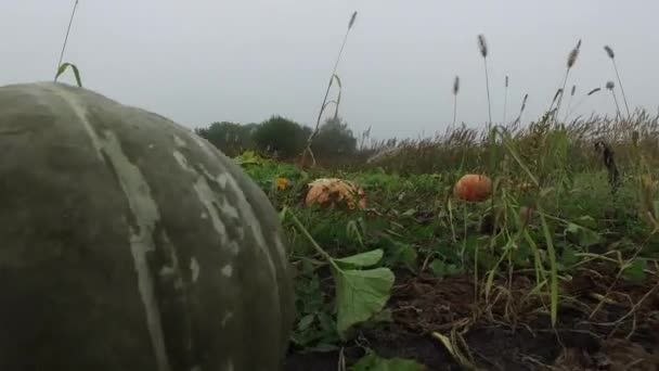 Ranní Mlha Pohyb Fotoaparátu Přes Pole Farmy Kde Velké Oranžové — Stock video