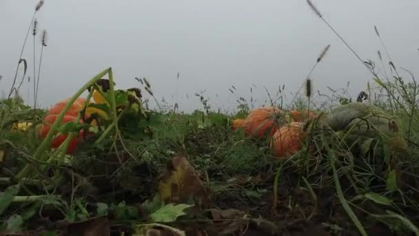 Кукурбіта Песо Гарбузи Яскраво Оранжеві Сільськогосподарській Галузі Ранковий Туман Рух — стокове відео