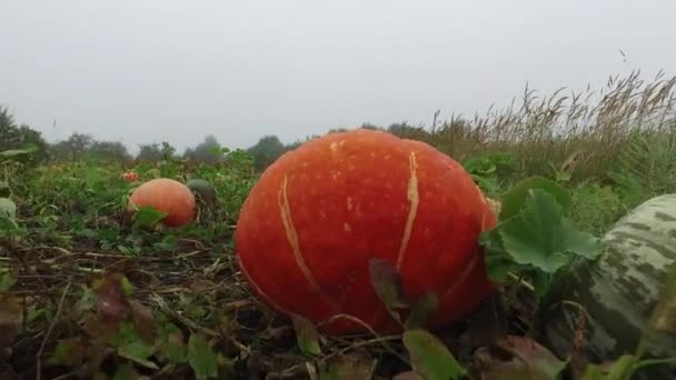 Ochtend Mist Camera Beweging Een Boerderij Veld Waar Grote Oranje — Stockvideo