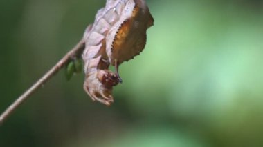 Istakoz güvesi (Stauropus fagi), ıstakoz göze çarpan, Notodontidae familyasından, tırtılın kabuklu görünümlü hali. Makro bakış vahşi doğada bir böcek