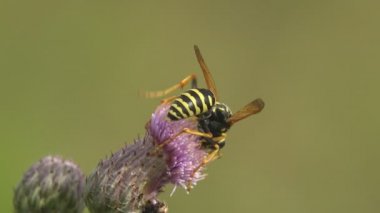 Kağıt eşekarısı deve dikeni tomurcuğunda nektar toplar. Macro görünümü yaban hayatında bir böcek