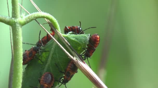 緑の植物にコロニーの若いFirebug Pyrrocoris Apterus 家族の昆虫Pyrrocoridae 赤と黒の色 野生動物の昆虫マクロを表示 — ストック動画