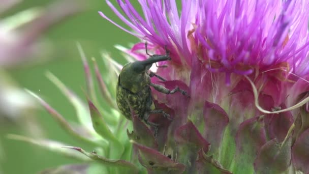 Rubarb Weevil Curculionidae Lixus Concavus Rubarb Curculio Creeps Purple Bud — ストック動画