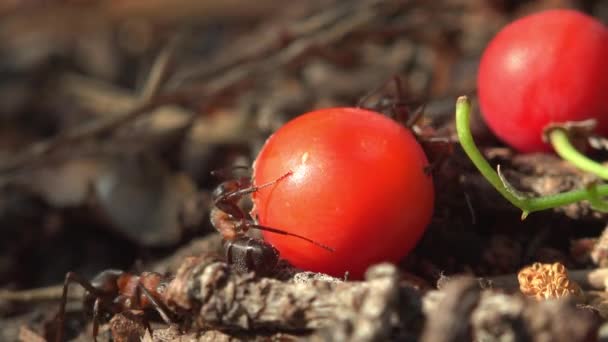 Bagas Maduras Vermelhas Caíram Formigueiro Outro Alimento Para Colônia Inteira — Vídeo de Stock