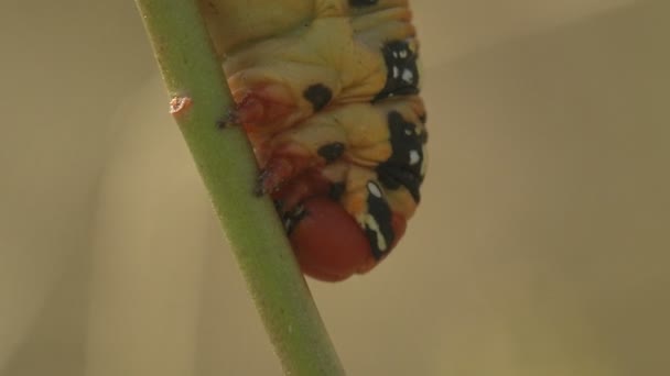 Hyles Euphorbiae Červená Hlava Husté Mastné Housenky Pomalu Pohybuje Stéblu — Stock video