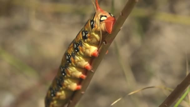 ヒルズEuphorbiae 太い脂っこい毛虫の赤い頭はゆっくりと草の茎に沿って緑の牧草地の背景に移動します 野生動物の昆虫マクロを表示 — ストック動画