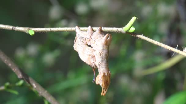 Αστακός Σκώρος Stauropus Fagi Αστακός Εξέχων Μια Οικογένεια Σκώρος Notodontidae — Αρχείο Βίντεο