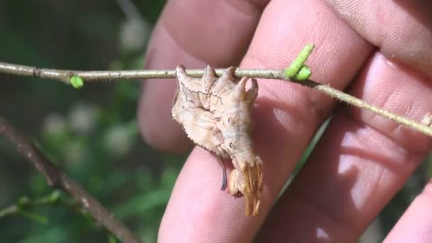 Menschliche Hand Und Hummermotte Stauropus Fagi Hummer Hervorstechend Mottenfamilie Notodontidae — Stockvideo