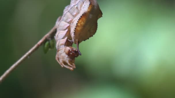 龙虾蛾 Stauropus Fagi 突出的龙虾 蛾科Notodontidae 类甲壳类动物的毛毛虫外观 宏观上看野生生物中的昆虫 — 图库视频影像