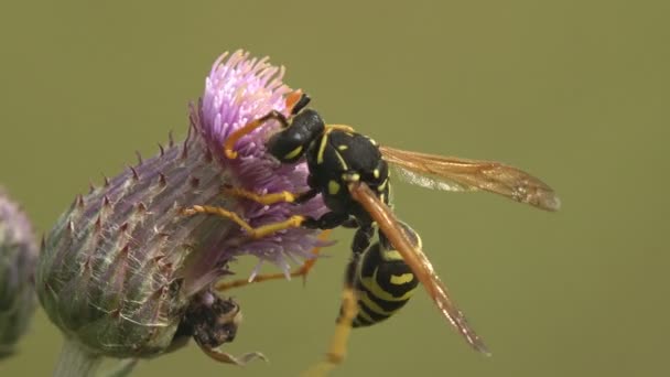 Paper Wasp Collects Nectar Thistle Flower Bud Macro View Insect Stock Footage
