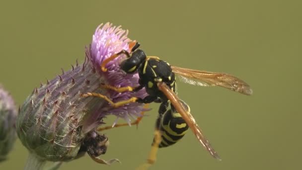 Papieren Wesp Verzamelt Nectar Een Distelbloemknop Macro Bekijken Een Insect — Stockvideo