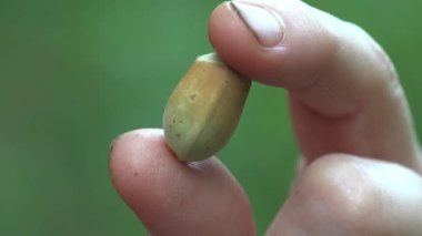 Adam parmaklarının arasında fındık gösteriyor. Fındık, fındık, fındık, fındık, fındık, fındık, fındık, fındık, fındık, fındık, fındık, fındık, fındık, fındık. Vahşi yaşam için Macro görünümü planı ve yiyeceği