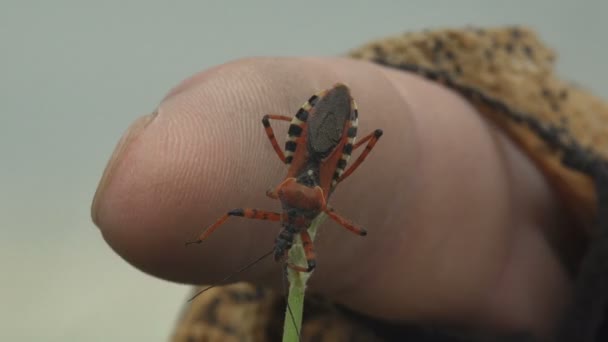 人类的手指接触蜜蜂刺客 Apiomerus Crassipes 是一种以蜜蜂和蚂蚁为食的昆虫 蜜蜂杀手可以飞 也可以被蜜蜂 苍蝇和其他授粉昆虫攻击 巨怪看到了一只接吻的虫子 — 图库视频影像