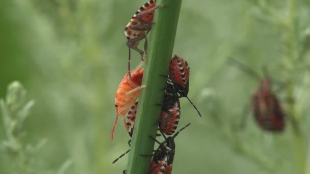 Colony Instars Brown Marmorated Odorbug Halyomorpha Halys 들꽃에 — 비디오