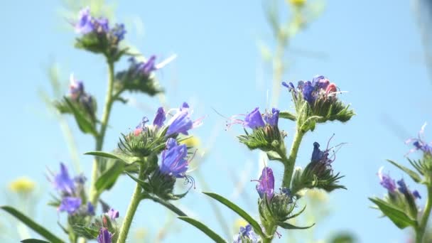 ふわふわの蛾蝶は 野生の青い花の間で強い風の中で蜜を飲みます 野生動物のマクロビュー昆虫 — ストック動画