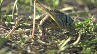 Gri çalılık cırcır böcekleri Phylum Arthropoda yumurtlamak için yumurtalarını arar ve yeni yuvaları oluşturur. Vahşi hayatta makro böcek çekirgesini görüntüle