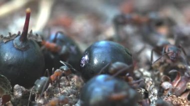 Olgun böğürtlenler bir karınca yuvasına düştü. Küçük böcek kolonisi için başka bir yiyecek. Macro view a and in wild life