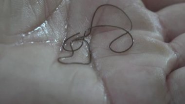 Nematomorfa (bazen Gordiacea olarak da bilinir, ve genellikle at kılı solucanları veya Gordian solucanları olarak da bilinir) parazit hayvanlar morfolojideki nematode solucanlarına yüzeysel olarak benzer. İnsanda Makro manzara solucanları 