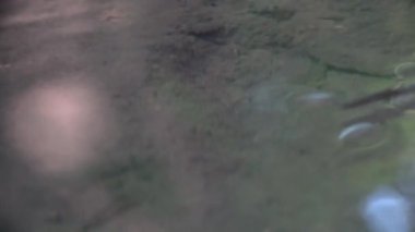 Gerridae (İngilizce: 