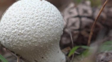 Lycoperdon bir puffball mantar cinsidir. Armut şekilli tütsü topu ormanda yeşil çimlerin arasında büyüyor.