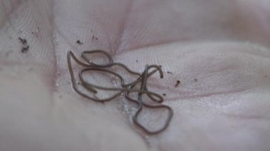 Nematomorfa (bazen Gordiacea olarak da bilinir, ve genellikle at kılı solucanları veya Gordian solucanları olarak da bilinir) parazit hayvanlar morfolojideki nematode solucanlarına yüzeysel olarak benzer. İnsanda Makro manzara solucanları 