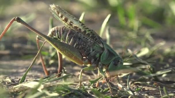 灰布希蟋蟀 节肢动物 用它们的产卵器强迫穴居在地上以获得卵子 观赏野生生物中的大型昆虫蚱蜢 — 图库视频影像