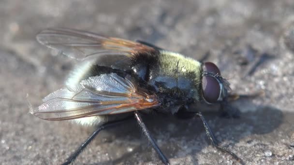 Merodon Equestris Narcissus Bulb Fly Bulb Fly ใหญ Bulb Fly — วีดีโอสต็อก