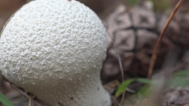 Lycoperdon Genere Funghi Palla Soffio Puffball Forma Pera Che Cresce — Video Stock